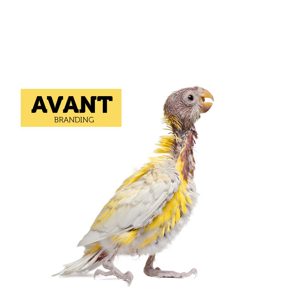 before_branding_1000